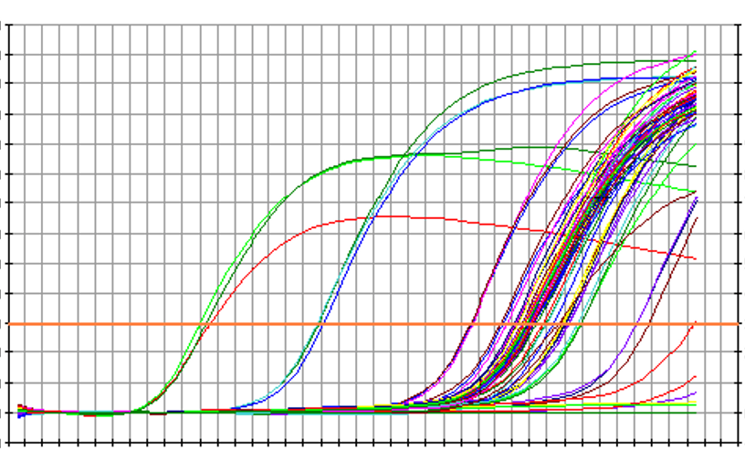 實(shí)時(shí)PCR擴(kuò)增曲線.png