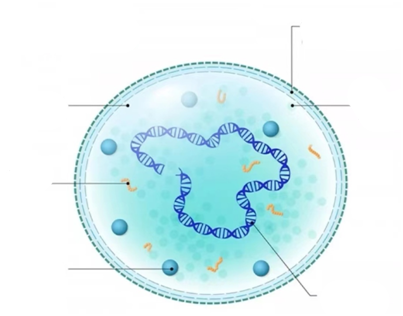 泌尿生殖道支原體
