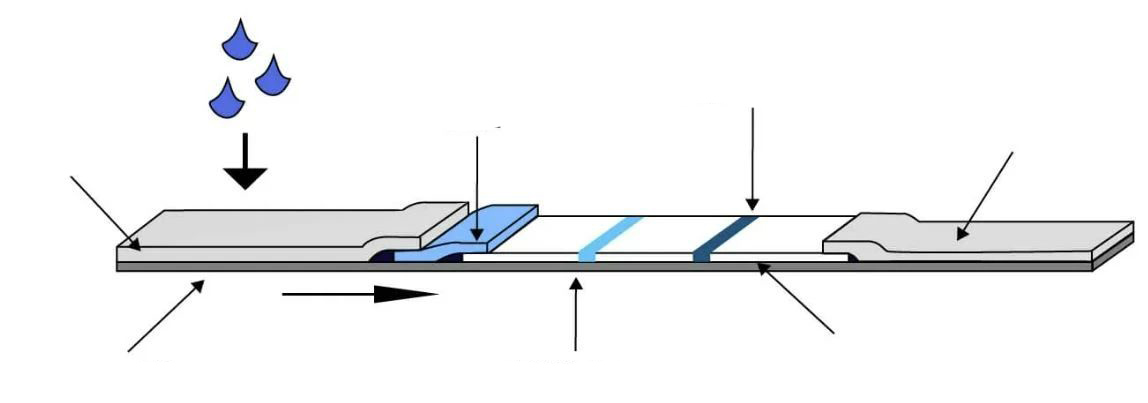 免疫層析試紙的主要構(gòu)成圖.jpg