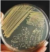 運(yùn)送培養(yǎng)基的使用方法